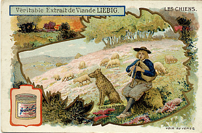 Image publicitaire Liebig série sur les chiens